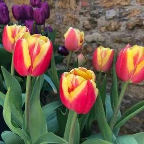 Armani Tulip (Tulipa Armani) Img 2